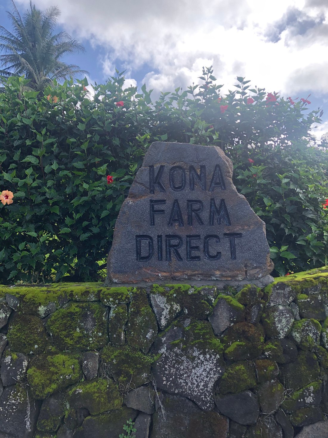 Tahitian Lime Gesha, Kona Farm Direct (Special Release) - Image 4